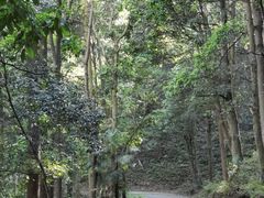 -午潮山国家森林公园