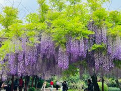 -嘉定紫藤园