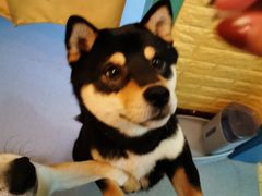 -喜柴咖啡·柴犬狗咖
