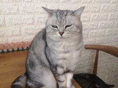 -平行世界·猫咖(首经贸店)