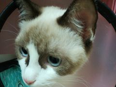 -瑞鹏宠物医院·骨科·猫科·内科(第一中心)