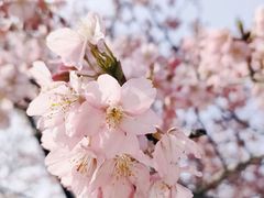 -顾村公园