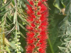 -上海辰山植物园