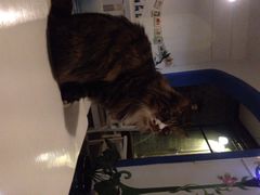 Anne猫窝咖啡屋-Anne猫窝咖啡屋