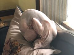 -more than meow吴止猫主题餐厅(承德 中船汇店)