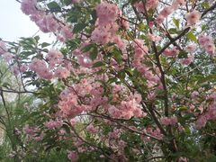 -长白岛森林公园