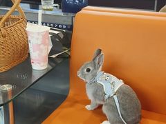 -爱侣宠医·鹦鹉专科·小型哺乳类·异宠专科(灵石路店)