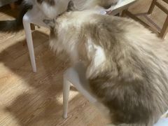 -白兔子密室(长寿路店)