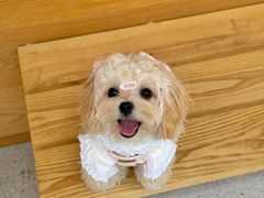 -翊宠yipet猫狗购宠庄园