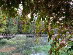 -深圳仙湖植物园