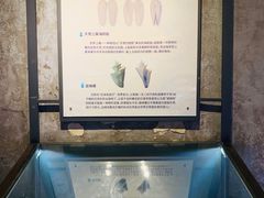 -贝壳梦幻世界