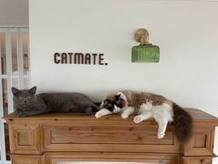 -Catmate·猫肥家润(金润铂宫店)