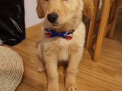 -翊宠yipet猫狗购宠庄园犬舍•猫舍