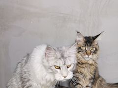 -十年猫舍·猫咪专门店(普陀店)
