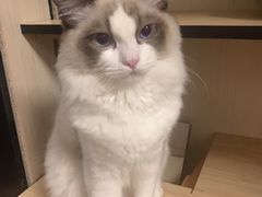 -艾贝尔宠物医院·狂犬免疫点(江山金象城店)