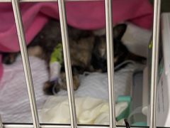 -美联众合动物医院·24h京西诊疗中心