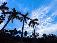 -采粤轩中餐厅(惠州金海湾喜来登度假酒店)
