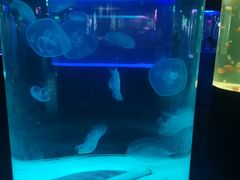 -苏州海洋馆