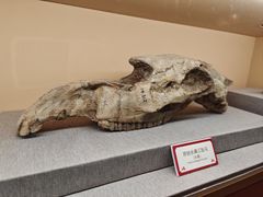 -天津自然博物馆