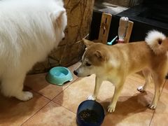 -more than meow吴止猫主题餐厅(承德 中船汇店)