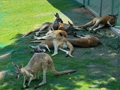 -西霞口神雕山野生动物世界