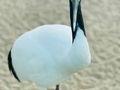 -盐城丹顶鹤湿地生态旅游区