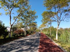 -上海长兴岛郊野公园