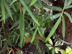 -鹅滋道(甘坑古镇店)