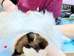 -宠福鑫动物医院(城北分院)