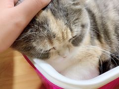 -藦茜花园宠物主题亲子互动体验馆(国顺东路店)