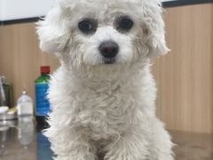 -米苏动物医院·犬猫专科·骨科外科内窥镜