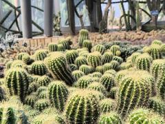 -深圳仙湖植物园