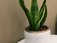 -瑞尔齿科(时代诊所)