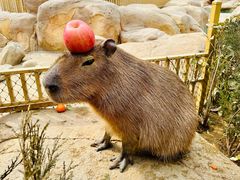 -北京野生动物园