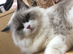-猫和宫(六道口店)