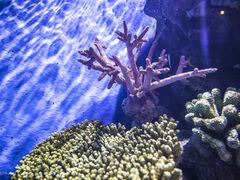 -暹罗海洋世界