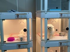 -翊宠yipet猫狗购宠庄园犬舍•猫舍