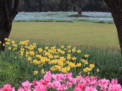 -上海滨江森林公园