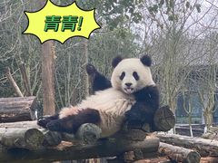 -都江堰中华大熊猫苑