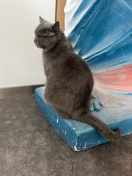 -飛凡TATTOO纹身•原创