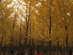 -汉景帝阳陵博物院