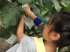 -马陆小张葡萄园农家乐