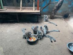 -青藏高原野生动物园