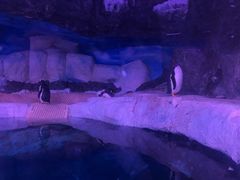 -暹罗海洋世界