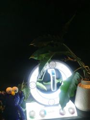 -玛莲朵·海菲秀冰珀科