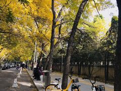 -三里屯东五街银杏大道