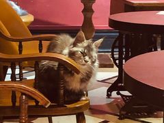-猫色咖啡·猫咖