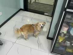 -嘉馨宠物医院·CT影像转诊·心脏科·犬猫全科诊疗中心(下沙大学城院区)