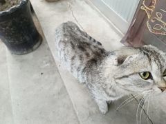 -宠福鑫康馨动物医院·骨科·眼科