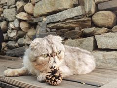 -喵屿·大理花园猫咖